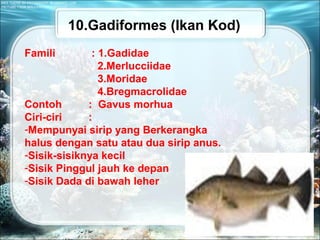 10.Gadiformes (Ikan Kod)
Famili : 1.Gadidae
2.Merlucciidae
3.Moridae
4.Bregmacrolidae
Contoh : Gavus morhua
Ciri-ciri :
-Mempunyai sirip yang Berkerangka
halus dengan satu atau dua sirip anus.
-Sisik-sisiknya kecil
-Sisik Pinggul jauh ke depan
-Sisik Dada di bawah leher
 