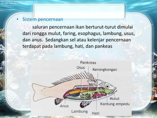 • Sistem pencernaan
saluran pencernaan ikan berturut-turut dimulai
dari rongga mulut, faring, esophagus, lambung, usus,
dan anus. Sedangkan sel atau kelenjar pencernaan
terdapat pada lambung, hati, dan pankeas
 