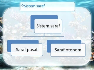 Sistem saraf
 