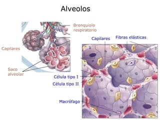 Alveolos
Saco
alveolar
Bronquiolo
respiratorio
Capilares
Célula tipo II
Célula tipo I
Capilares Fibras elásticas
Macrófago
 