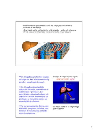 3
Posteriormente aparecen estructuras más compleja que recuerdan la
estructura de una esponja
En el hígado adulto, los hepatocitos están alineados y unidos estrechamente
entre sí creando los sinusoides a través de los cuales circula la sangre.
Dos tipos de sangre irrigan el hígado:
sangre arterialsangre arterial y portalportal
La mayor parte de la sangre llega
por vía portal
En el hígado coexisten tres sistemas
de irrigación. Dos aferentes (arterial y
portal), y uno eferente (venoso).
En el hígado existen también
conductos linfáticos, subdivididos en
superficiales y profundos. Los
superficiales están situados junto a la
cápsula de Glisson, mientras que los
profundos se encuentran junto a las
venas hepáticas eferentes.
No hay comunicación directa entre
sinusoides y capilares linfáticos, que
terminan de manera ciega en tejido
conectivo adyacente
 