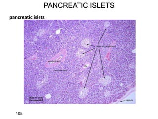 PANCREATIC ISLETS
pancreatic islets
Islet of Langerhans
105
 
