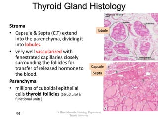 Thyroid Gland Histology
Stroma
• Capsule & Septa (C.T) extend
into the parenchyma, dividing it
into lobules.
• very well vascularized with
fenestrated capillaries closely
surrounding the follicles for
transfer of released hormone to
the blood.
Parenchyma
• millions of cuboidal epithelial
cells thyroid follicles (Structural &
functional units ).
Capsule
Septa
lobule
Dr.Hana Abusaida, Histology Department,
Tripoli University
44
 