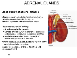 ADRENAL GLANDS
Blood Supply of adrenal glands :
1.Superior suprarenal arteries from inferior phrenic.
2.Middle suprarenal arteries from aorta.
3.Inferior suprarenal arteries from renal artery.
These arteries plexues forming:
• Arteries supply the capsule,
• Cortical arterioles, which branch as capillaries
and sinusoids to regulate the cortex, join the:
• Medullary arterioles, form a network of
fenestrated sinusoids in medulla.
Adrenal medulla has a dual blood supply with both:
1.arterial -medullary arterioles
2.venous -capillaries of the cortex (from left
suprarenal vein).
77
 