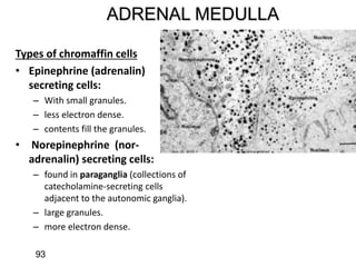 ADRENAL MEDULLA
Types of chromaffin cells
• Epinephrine (adrenalin)
secreting cells:
– With small granules.
– less electron dense.
– contents fill the granules.
• Norepinephrine (nor-
adrenalin) secreting cells:
– found in paraganglia (collections of
catecholamine-secreting cells
adjacent to the autonomic ganglia).
– large granules.
– more electron dense.
93
 