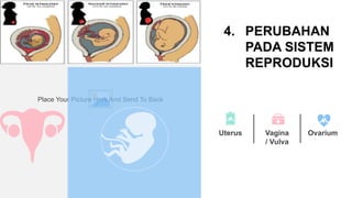 Place Your Picture Here And Send To Back
4. PERUBAHAN
PADA SISTEM
REPRODUKSI
Uterus Vagina
/ Vulva
Ovarium
 