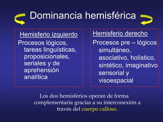 Dominancia hemisférica
Los dos hemisferios operan de forma
complementaria gracias a su interconexión a
través del cuerpo calloso.
Hemisferio izquierdo
Procesos lógicos,
tareas linguísticas,
proposicionales,
seriales y de
aprehensión
analítica
Hemisferio derecho
Procesos pre – lógicos
simultáneo,
asociativo, holístico,
sintético, imaginativo
sensorial y
visoespacial
 