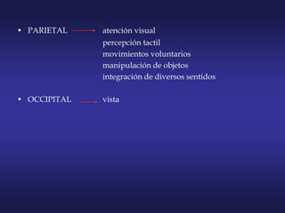 • PARIETAL atención visual
percepción tactil
movimientos voluntarios
manipulación de objetos
integración de diversos sentidos
• OCCIPITAL vista
 