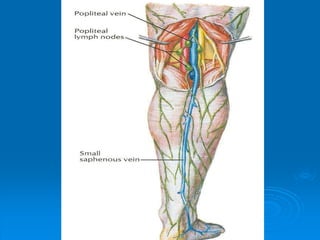  Popliteal Fossa.ppt