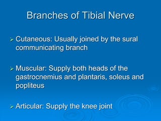 Branches of Tibial Nerve
 Cutaneous: Usually joined by the sural
communicating branch
 Muscular: Supply both heads of the
gastrocnemius and plantaris, soleus and
popliteus
 Articular: Supply the knee joint
 