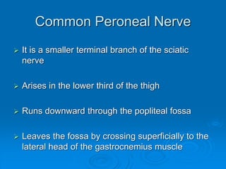 Common Peroneal Nerve
 It is a smaller terminal branch of the sciatic
nerve
 Arises in the lower third of the thigh
 Runs downward through the popliteal fossa
 Leaves the fossa by crossing superficially to the
lateral head of the gastrocnemius muscle
 