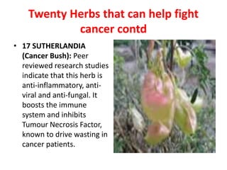 Twenty Herbs that can help fight
cancer contd
• 17 SUTHERLANDIA
(Cancer Bush): Peer
reviewed research studies
indicate that this herb is
anti-inflammatory, anti-
viral and anti-fungal. It
boosts the immune
system and inhibits
Tumour Necrosis Factor,
known to drive wasting in
cancer patients.
 