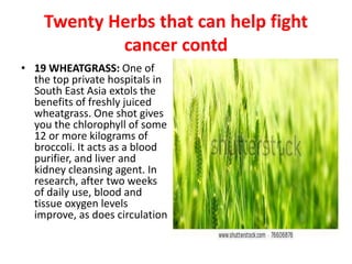 Twenty Herbs that can help fight
cancer contd
• 19 WHEATGRASS: One of
the top private hospitals in
South East Asia extols the
benefits of freshly juiced
wheatgrass. One shot gives
you the chlorophyll of some
12 or more kilograms of
broccoli. It acts as a blood
purifier, and liver and
kidney cleansing agent. In
research, after two weeks
of daily use, blood and
tissue oxygen levels
improve, as does circulation
 