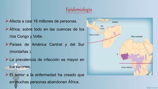 Epidemiologia
Afecta a casi 18 millones de personas.
África, sobre todo en las cuencas de los
ríos Congo y Volta.
Países de América Central y del Sur
(montañas ).
La prevalencia de infección es mayor en
los varones.
El temor a la enfermedad ha creado que
en muchas personas abandonen África.
 