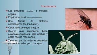 Transmisores
Los simúlidos (simuliidae) o moscas
negras.
El principal es el simuliidae damnosum
Son familia de dípteros
nematóceros (de 2 a 5 mm).
Color varía de negra a rojiza.
Cuerpo más rechoncho, boca
picadora-chupadora, alas anchas y
patas mucho más cortas.
Tiene un par de antenas desnudas
cortas, formadas por 11 artejos.
 