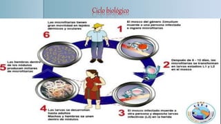 Ciclo biológico
 