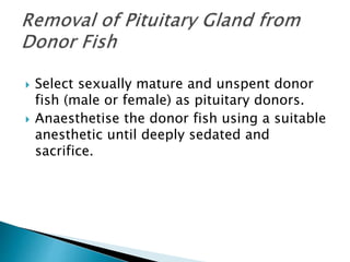  Select sexually mature and unspent donor
fish (male or female) as pituitary donors.
 Anaesthetise the donor fish using a suitable
anesthetic until deeply sedated and
sacrifice.
 