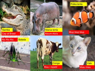 Miau miau Vals Muu i repetir Conga Ric Ric Ric Balada Blup blup blup Polka lenta Atxum-Atxís Marxa lenta Cap al Brasil Samba 