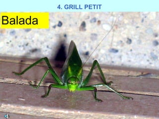 Balada 4. GRILL PETIT 
