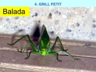   Balada 4. GRILL PETIT 