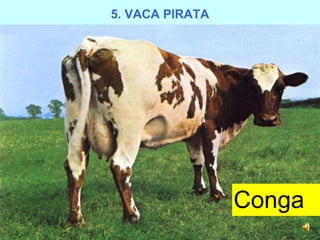 Conga 5. VACA PIRATA 