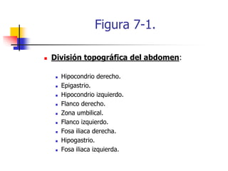 Figura 7-1.
 División topográfica del abdomen:
 Hipocondrio derecho.
 Epigastrio.
 Hipocondrio izquierdo.
 Flanco derecho.
 Zona umbilical.
 Flanco izquierdo.
 Fosa iliaca derecha.
 Hipogastrio.
 Fosa iliaca izquierda.
 