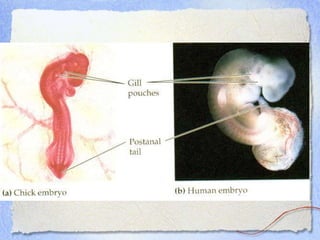 2 Biological Change.ppt