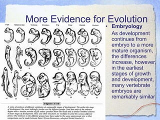 More Evidence for Evolution
• Embryology
As development
continues from
embryo to a more
mature organism,
the differences
increase, however,
in the earliest
stages of growth
and development,
many vertebrate
embryos are
remarkably similar
 