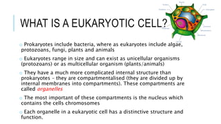WHAT IS A EUKARYOTIC CELL?
o Prokaryotes include bacteria, where as eukaryotes include algae,
protozoans, fungi, plants and animals
o Eukaryotes range in size and can exist as unicellular organisms
(protozoans) or as multicellular organism (plants/animals)
o They have a much more complicated internal structure than
prokaryotes – they are compartmentalised (they are divided up by
internal membranes into compartments). These compartments are
called organelles
o The most important of these compartments is the nucleus which
contains the cells chromosomes
o Each organelle in a eukaryotic cell has a distinctive structure and
function.
 