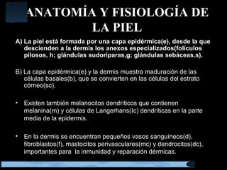 ANATOMÍA Y FISIOLOGÍA DE
LA PIEL
A) La piel está formada por una capa epidérmica(e), desde la que
descienden a la dermis los anexos especializados(folículos
pilosos, h; glándulas sudoríparas,g; glándulas sebáceas.s).
B) La capa epidérmica(e) y la dermis muestra maduración de las
células basales(b), que se convierten en las células del estrato
córneo(sc).
• Existen también melanocitos dendríticos que contienen
melanina(m) y células de Langerhans(Ic) dendríticas en la parte
media de la epidermis.
• En la dermis se encuentran pequeños vasos sanguíneos(d),
fibroblastos(f), mastocitos perivasculares(mc) y dendrocitos(dc),
importantes para la inmunidad y reparación dérmicas.
 