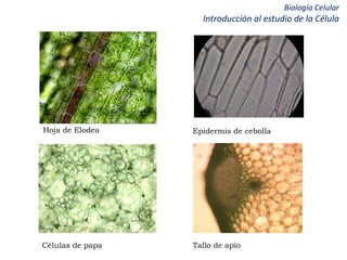 Biología Celular
Introducción al estudio de la Célula
Hoja de Elodea Epidermis de cebolla
Células de papa Tallo de apio
 