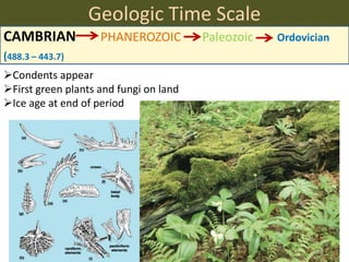 Geologic Time Scale
CAMBRIAN PHANEROZOIC Paleozoic Ordovician
(488.3 – 443.7)
Condents appear
First green plants and fungi on land
Ice age at end of period
 