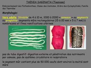 TAENIA SAGINATA-(Taeniase)
Embranchement des Plathelminthes, Classe des Cestodes, Ordre des Cyclophyllidés, Famille
des Taeniidae

Morphologie:
Vers adulte: Strobile de 4 à 10 m, 1000 à 2000 « anneaux » ou segments
ou proglottis, segments mûrs rectangulaires (15 à 20 mm x 5 à 7 mm) à
nombreuses et fines ramifications utérines




pas de tube digestif: digestion externe et pénétration des nutriments
par osmose, pas de système circulatoire ni respiratoire
le segment mûr contient plus de 50 000 oeufs dont environ la moitié sont
mûrs
 