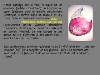Après passage par le foie, le cœur et les
poumons (petite circulation) puis retour au
cœur (passage dans la grande circulation),
l'embryon s'arrête dans un muscle et s'y
transforme en quelques mois en une larve
             vésiculeuse appelée cysticerque
(Cysticercus bovis), vésicule blanchâtre
translucide de 10 mm de diamètre contenant
un scolex invaginé. Le cysticerque a une
durée de vie d'environ 2 ans après quoi il
meurt et se calcifie in situ

Les cysticerques survivent quelques jours à + 4°C, elles sont tuées par
chaleur (56°) et la congélation (10 jours à - 10°C). La saumure est
moins efficace (nécessité d'une saumure à 20 % de sel pendant 5
jours)
 