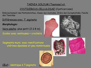 TAENIA SOLIUM (Taeniase) et
                 CYSTICERCUS CELLULOSAE (Cysticercose)
Embranchement des Plathelminthes, Classe des Cestodes, Ordre des Cyclophyllidés, Famille
des Taeniidae

Différences avec T. saginata:
Morphologie:
Vers adulte: plus petit (2 à 8 m),
Scolex avec ventouses + crochets


Segments murs avec ramifications
   utérines épaisses et peu nombreuses




Œuf: identique à T.saginata
 