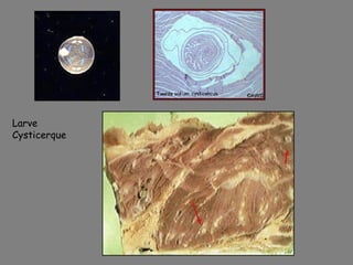 Larve
Cysticerque
 