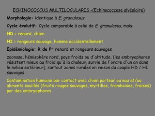 ECHINOCOCCUS MULTILOCULARIS –(Echinococcose alvéolaire)
Morphologie: identique à E. granulosus
Cycle évolutif: Cycle comparable à celui de E. granulosus, mais:
HD = renard, chien
HI = rongeurs sauvage, homme accidentellement
Epidémiologie: R de P= renard et rongeurs sauvages
zoonose, hémisphère nord, pays froids ou d'altitude, (les embryophores
résistent mieux au froid qu'à la chaleur, survie de l'ordre d'un an dans
le milieu extérieur), surtout zones rurales en raison du couple HD / HI
sauvages
Contamination humaine par contact avec chien porteur ou eau et/ou
aliments souillés (fruits rouges sauvages, myrtilles, framboises, fraises)
par des embryophores
 