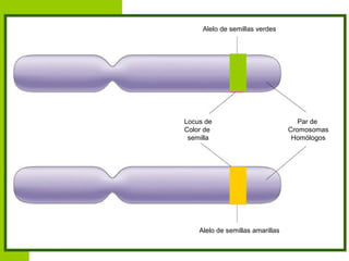 Alelo de semillas verdes




Locus de                             Par de
Color de                          Cromosomas
 semilla                           Homólogos




    Alelo de semillas amarillas
 