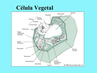 Célula Vegetal
 