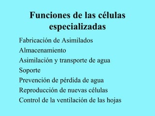 Funciones de las células
especializadas
Fabricación de Asimilados
Almacenamiento
Asimilación y transporte de agua
Soporte
Prevención de pérdida de agua
Reproducción de nuevas células
Control de la ventilación de las hojas
 