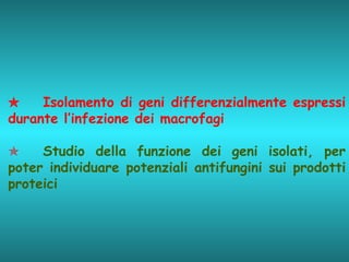  Isolamento di geni differenzialmente espressi durante l’infezione dei macrofagi    Studio della funzione dei geni isolati, per poter individuare potenziali antifungini sui prodotti proteici 
