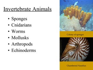 Invertebrate Animals Sponges Cnidarians Worms Mollusks Arthropods Echinoderms Colony of sponges Chambered Nautilus 