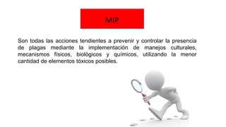 Son todas las acciones tendientes a prevenir y controlar la presencia
de plagas mediante la implementación de manejos culturales,
mecanismos físicos, biológicos y químicos, utilizando la menor
cantidad de elementos tóxicos posibles.
MIP
 