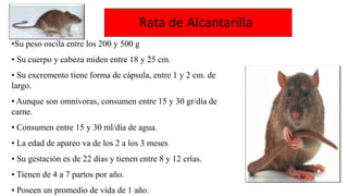 •Su peso oscila entre los 200 y 500 g
• Su cuerpo y cabeza miden entre 18 y 25 cm.
• Su excremento tiene forma de cápsula, entre 1 y 2 cm. de
largo.
• Aunque son omnívoras, consumen entre 15 y 30 gr/día de
carne.
• Consumen entre 15 y 30 ml/día de agua.
• La edad de apareo va de los 2 a los 3 meses
• Su gestación es de 22 días y tienen entre 8 y 12 crías.
• Tienen de 4 a 7 partos por año.
• Poseen un promedio de vida de 1 año.
Rata de Alcantarilla
 