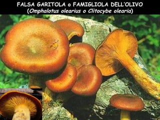 FALSA GARITOLA o FAMIGLIOLA DELL’OLIVO
(Omphalotus olearius o Clitocybe olearia)
 