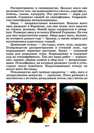 Распространено и свиноводство. Больше всего оно
развивается там, где выращивается свекла, картофель,
ячмень, тыква, кукуруза. Эти растения — корм для
свиней. Содержат свиней на свинофермах. Современ­
ные свинофермы механизированы.
Овцы — неприхотливые животные. Больше всего
овец разводят в Карпатах, где они целое лето пасутся
на горных долинах. Зимой овцы содержатся в овчар­
нях. Разводят овец и в степях Южной Украины. Но там
для них недостаточно корма. Овцы дают мясо, молоко,
из которого делают сыр — брынзу, а также шерсть для
изготовления шерстяных тканей.
Домашние птицы — это куры, утки, гуси, индюки.
Птицеводство распространено в степной зоне, где
выращивают зерновые растения. Зерно — основной
корм для домашних птиц. Выращивают и содержат
кур на птицефабриках. Там все виды работ — кормле­
ние, поение, уборка помёта и сбор яиц — механизиро­
ваны. Птицефермы, на которых разводят гусей и уток,
строят возле водоёмов. Водоплавающие птицы не
могут жить без воды.
Пчеловодство даёт ценные продукты — мёд, воск и
лекарственное вещество — прополис. Пчел разводят в
местностях с не очень дождливым летом, где с весны до
167
 