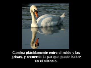 Camina plácidamente entre el ruido y las prisas, y recuerda la paz que puede haber en el silencio. 