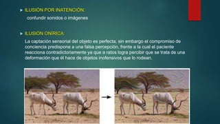  ILUSIÓN POR INATENCIÓN:
confundir sonidos o imágenes
 ILUSIÓN ONÍRICA:
La captación sensorial del objeto es perfecta, sin embargo el compromiso de
conciencia predispone a una falsa percepción, frente a la cual el paciente
reacciona contradictoriamente ya que a ratos logra percibir que se trata de una
deformación que él hace de objetos inofensivos que lo rodean.
 