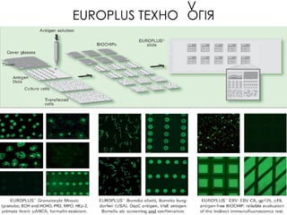 6 Кольцова.pdf