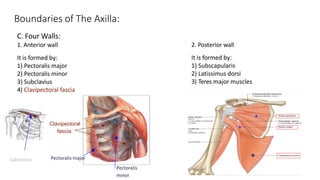C. Four Walls:
1. Anterior wall
It is formed by:
1) Pectoralis major
2) Pectoralis minor
3) Subclavius
4) Clavipectoral fascia
Pectoralis
minor
Pectoralis major
Clavipectoral
fascia.
subclavius
Boundaries of The Axilla:
2. Posterior wall
It is formed by:
1) Subscapularis
2) Latissimus dorsi
3) Teres major muscles
 